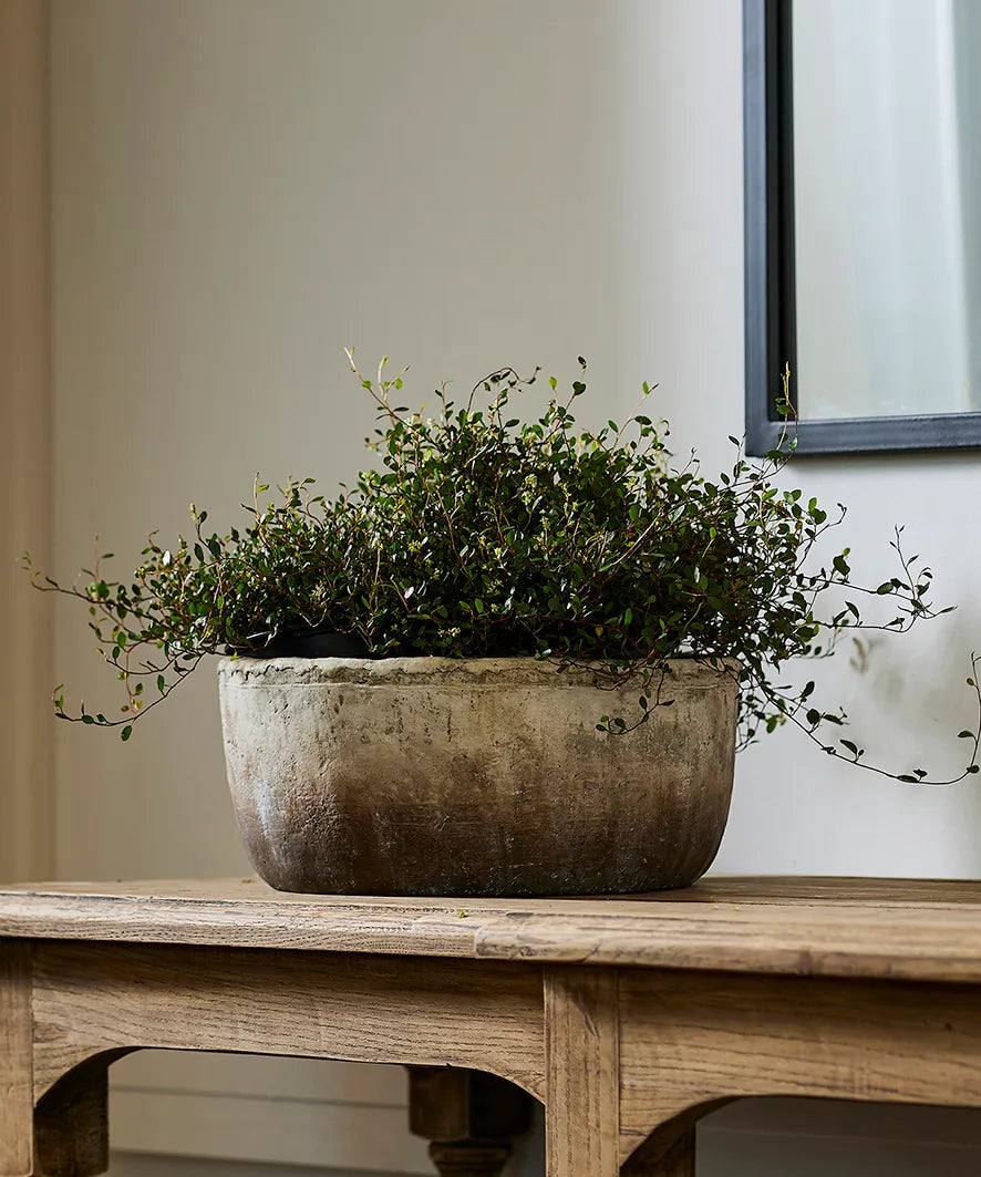 indoor planter nz Marron Planter Bowl – Hall Concept Store