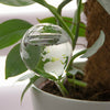 Globe Plant Waterer